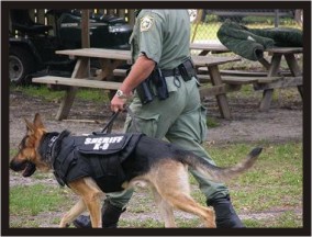 Sheriff K9 with Deputy showing off new bullet/stab resistant vest